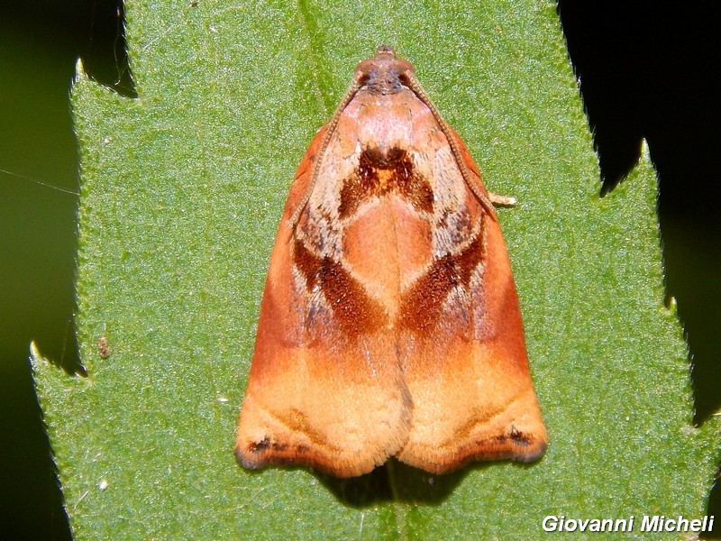 Tortricidae bellissimo da determinare